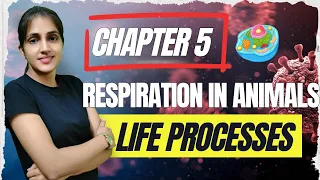 CLASS-10 CHAPTER-5 LIFE PROCESSES (RESPIRATION IN HUMAN BEINGS)