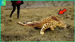 Animals That Asked People for Help & Kindness! | Best Moment of 2024 #20