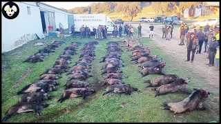 How Canadian Farmers Deal With Millions Of Wild Boars Destroying The Ecosystem