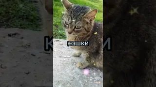 мои кошки🐈🐈