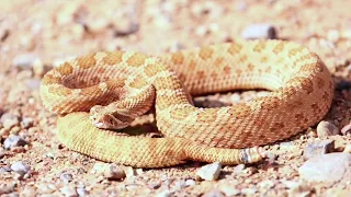 The Most Venomous Snake İn The World Modern Dinosaurs - Animal Kingdom