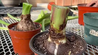 How to get Amaryllis Bulbs to Re-Bloom