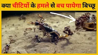 क्या चीटियों के हमले से बच पायेगा बिच्छू | #shorts #facts #animals #scorpion #ant #viral #fighting