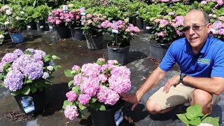 Which Hydrangea is best?