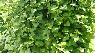 Crazy productive! See sweet potato vines grow on trellis