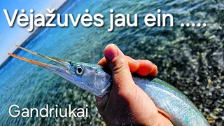 Vėjažuvės jau kimba 💪🎣 Gandriukai🫣👍👍 Kronborgo pilis ir žvejyba prie pilies .