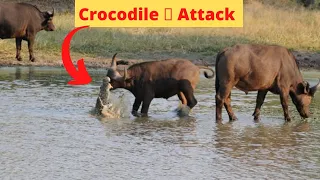 Big Crocodile Attack On Buffalo - Amazing Footage