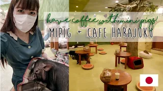 Mipig Café Harajuku Japan 🐷☕❤️ Having Coffee with Micro Pigs [マイピッグカフェ 原宿]