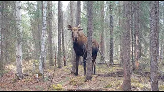 Alaska Trail Cam Video May 14, 2021