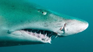 Sand Tiger Sharks | SHARK ACADEMY