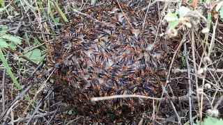 MARIMBONDO CABOCLO (POLISTES CANADENSIS)