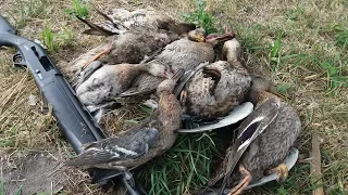 Супер ОХОТА НА УТКУ в жару с подхода!!! duck hunting 2018