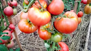 ЭТОТ урожайный ТОМАТ🍅я ТОЧНО👍 посажу в СЛЕДУЮЩЕМ💥году. МЕДВЕЖЬЯ ЛАПА🍅для салатов и заготовок💯