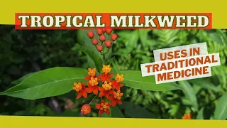 Wart & Corn REMOVAL & more / TROPICAL MILKWEED uses in TRADITIONAL MEDICINE / Earth's Medicine