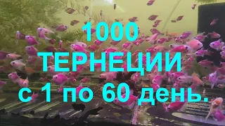 1000 ТЕРНЕЦИИ с 1 по 60 день.