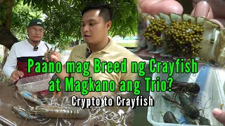 Paano mag Breed ng Crayfish at Magkano ang trio? - Crypto to Crayfish Part 2