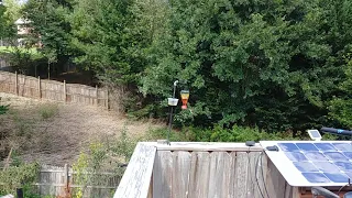 Hummingbird feeder made from recycled Kikkoman soy sauce bottle.