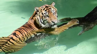 CJ The Sumatran Tiger