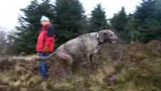 Irish Wolfhounds & Scottish Deerhounds