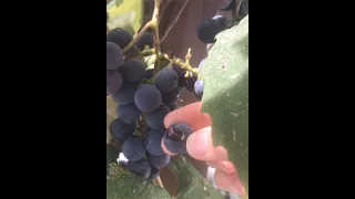 How to Tell When Concord Grapes Are Ready to Pick! #shorts