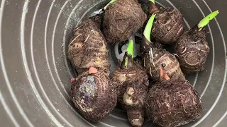 Taro Root Planting Step By Step