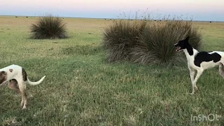 Carreras de galgos vs Liebre