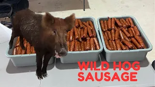 Making wild hog sausage and trapping a wild Boar with Muddyfeet