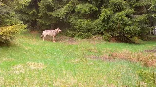 Wolfsrüde zwischen Großrückerswalde und Olbernhau im oberen Erzgebirgskreis, Mai 2022