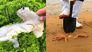 Catching Seafood 🦀🐙 Deep Sea Octopus (Catch Crab, Catch Fish) - Tik Tok #108