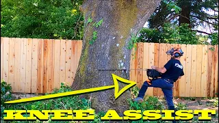 Pulling Massive Black Oak Against Lean (method explained)