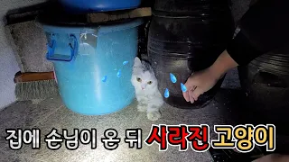 집에 손님이 온뒤 고양이가 사라졌어요...[고양이탐정]How to find a lost cat