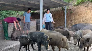 Jhony sells wild boar breeds and prepares to welcome new wild boar herds