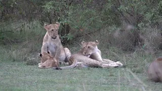 Lion Cubs annoying their Dad