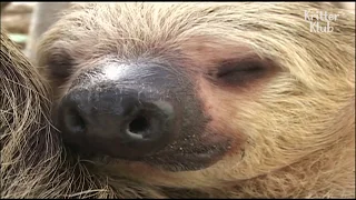Sloth Gets Quick When Triggered | Kritter Klub