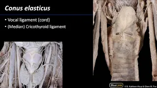 Larynx, Pharynx and CST - Laryngeal Membranes
