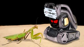 THE ROBOT ANKI VECTOR and MANTIS! ARTIFICIAL INTELLIGENCE and MANTIS 【LIVE FEEDING】