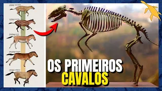 ORIGEM e EVOLUÇÃO dos CAVALOS (EQUIDAE)