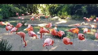 American flamingoes at San Diego Zoo