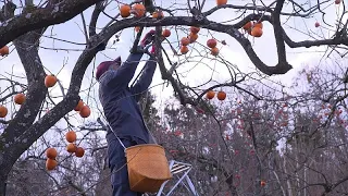 Япония: аграрная продукция из Фукусимы вновь идёт на экспорт…