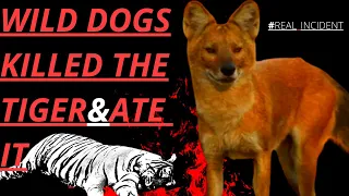 Wild Dogs (Dholes) Killed The Tiger and Ate It || What Animal Can Kill a Tiger?