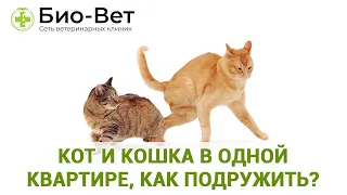 Кот и кошка в одной квартире, как подружить? // Сеть Ветклиник Био-Вет