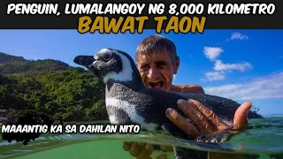 🔴PENGUIN,LUMALANGOY NG 8000 KILOMETRO BAWAT TAON PARA BISITAHIN ANG KAIBIGAN I TAGALOG STORY