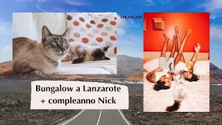 BUNGALOW a LANZAROTE + COMPLEANNO NICK - Vita in camper full time - Stray Cats