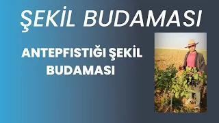 ANTEP FISTIĞI ŞEKİL BUDAMASI