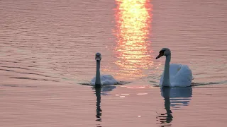 Graceful swans