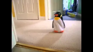 Dachshund Vs. Penguin (Slowed Down)