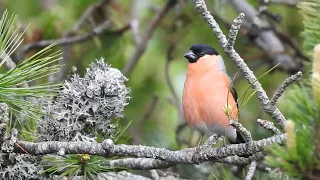 Gil / Eurasian bullfinch / Pyrrhula pyrrhula