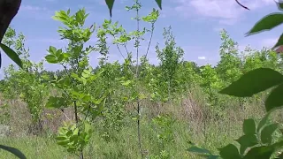 Размышление о будущем в Родовом Поместье.