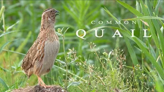 Common Quail. Bird sounds from summer meadow || saqi zoo