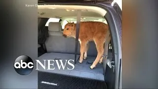 Baby Bison Euthanized at Yellowstone | New Details Emerge